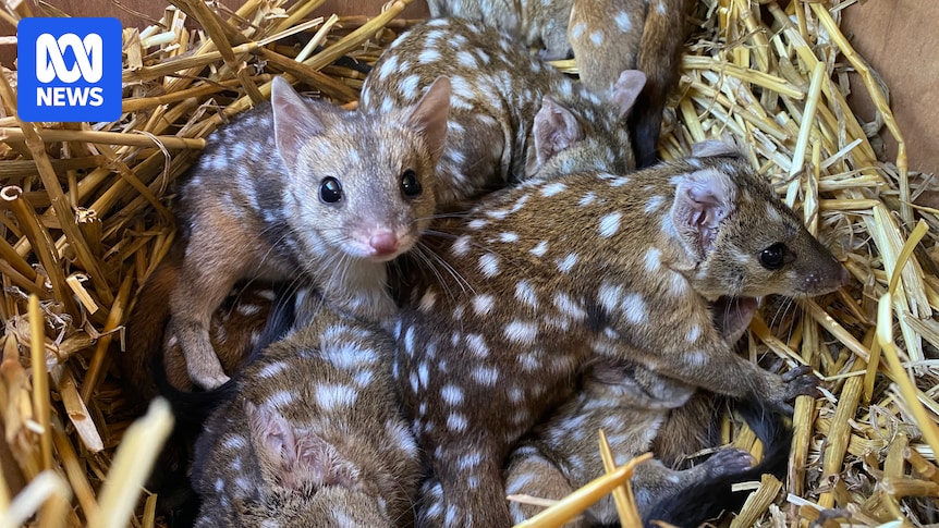Western quoll joey born in outback NSW likely to be first in a century