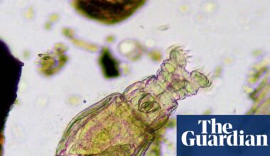 Country diary: Here be monsters – less than a millimetre long | Environment