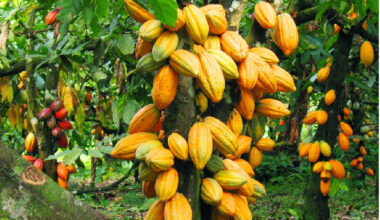 Cocoa price cut unfair to farmers