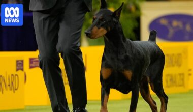Doberman pinscher named Penny wins top prize at Westminster Dog Show