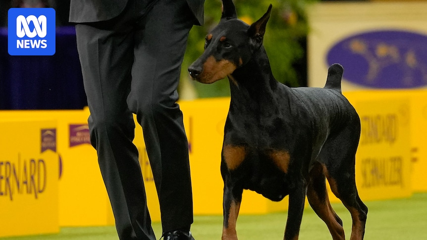 Doberman pinscher named Penny wins top prize at Westminster Dog Show