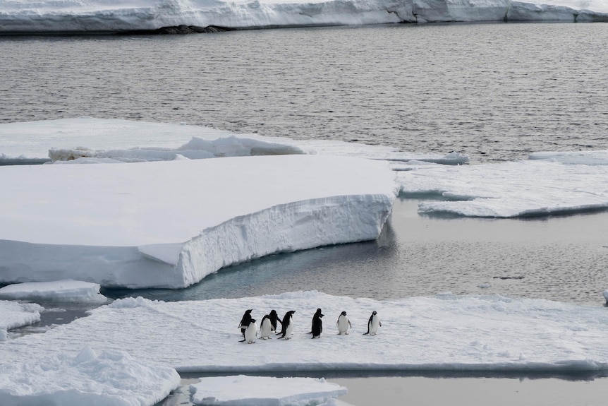 Penguins on sea ice in foreground of Antarctic landscape.