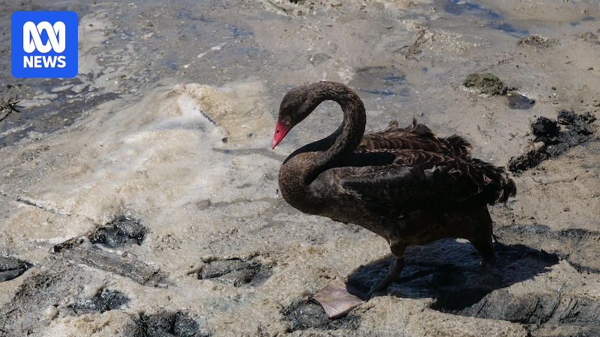 Calls for volunteers as hundreds of cygnets found stranded at sea in WA's South West