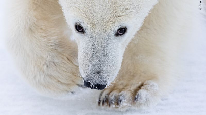 See shortlisted images from the Wildlife Photographer of the Year People’s Choice Award 2026