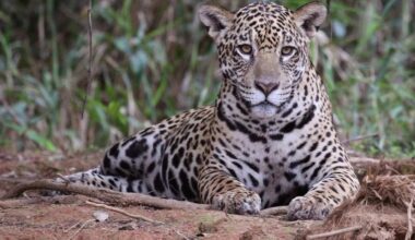 Jaguars Recorded Meowing for the First Time Ever (LISTEN)