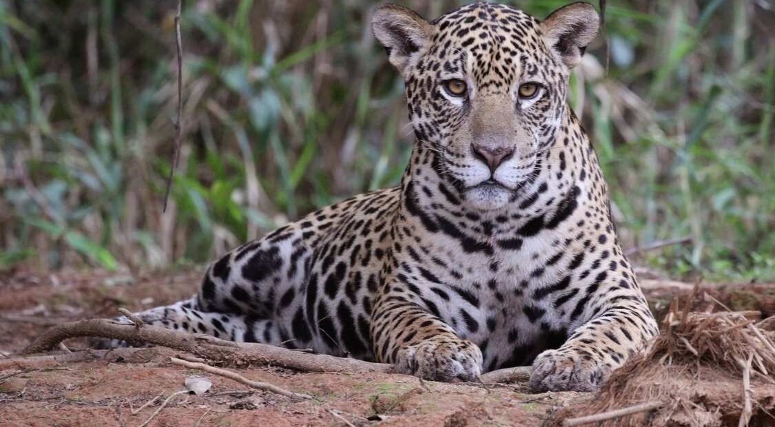 Jaguars Recorded Meowing for the First Time Ever (LISTEN)