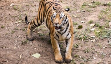 Tiger movement in Rajahmundry town triggers panic