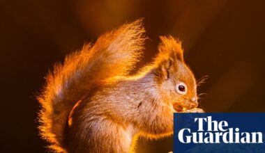 ‘On a knife edge’: can England’s red squirrel population be saved? | Wildlife