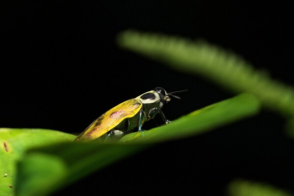 A beetle stands on a leaf on the family farm of Ramon Pucha, which he has turned into a conservation site to preserve native species and promote biodiversity, in Alto Ila, in Ecuador's Amazon region, Tuesday, Feb. 3, 2026. (AP Photo/Dolores Ochoa)