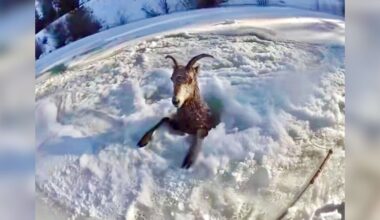 Rescuers Find 'Frozen Icicle' Sheep In River And Race To Save Her Life