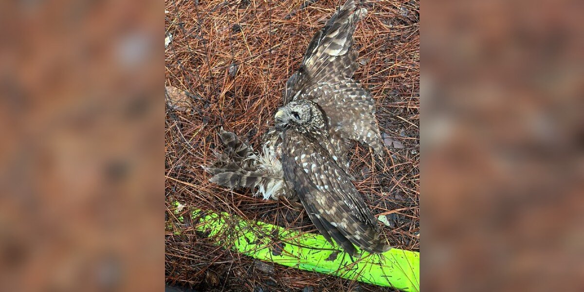 They Thought This Owl Was 'Dead' In A Soccer Net — Then They Saw A Flutter