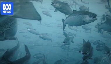 Huon Aquaculture confirms antibiotic use in salmon hatchery on River Derwent