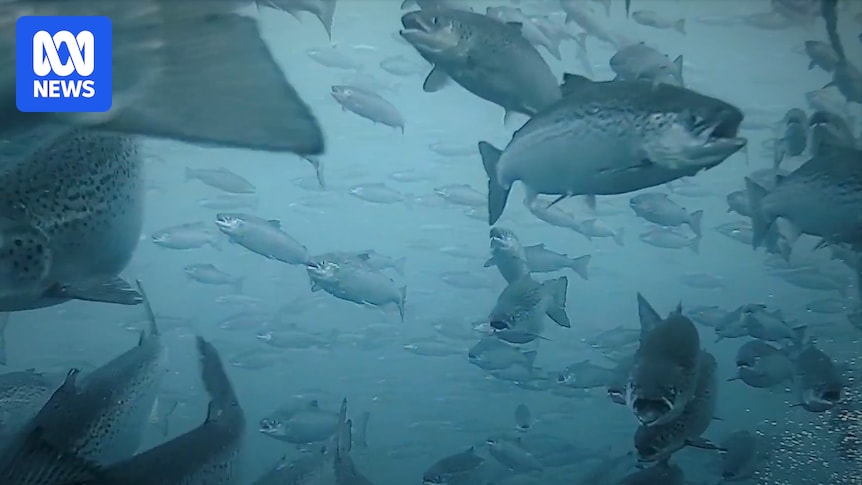 Huon Aquaculture confirms antibiotic use in salmon hatchery on River Derwent