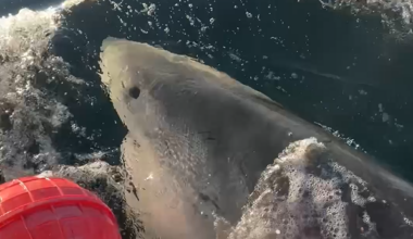 Massive great white shark ‘Contender’ pings off North Carolina coast