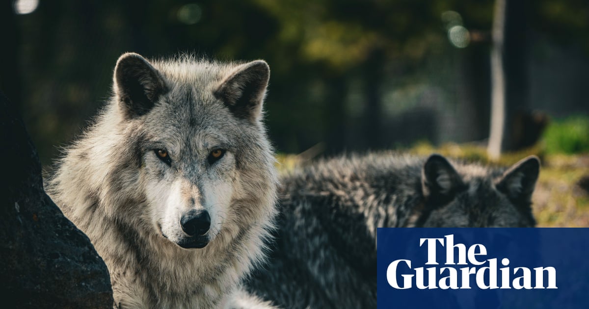 Gray wolf appears in Los Angeles county for first time in more than 100 years | Los Angeles