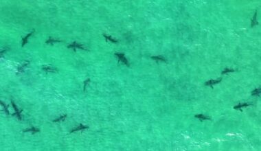 Drone footage captures over 30 sharks at Mangawhai bar