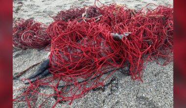 Beachgoers Spot A Pile Of Bright Red Netting — Then Realize It’s Moving