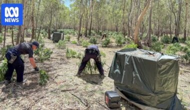 Four people charged after alleged discovery of thousands of cannabis plants in NSW Riverina