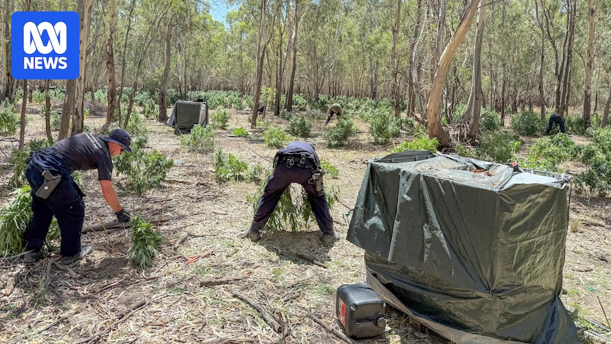 Four people charged after alleged discovery of thousands of cannabis plants in NSW Riverina