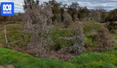 What a 566yo coolabah tree in the Gwydir Wetlands could tell us about climate