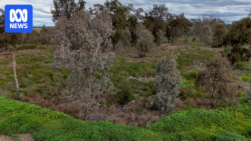 What a 566yo coolabah tree in the Gwydir Wetlands could tell us about climate