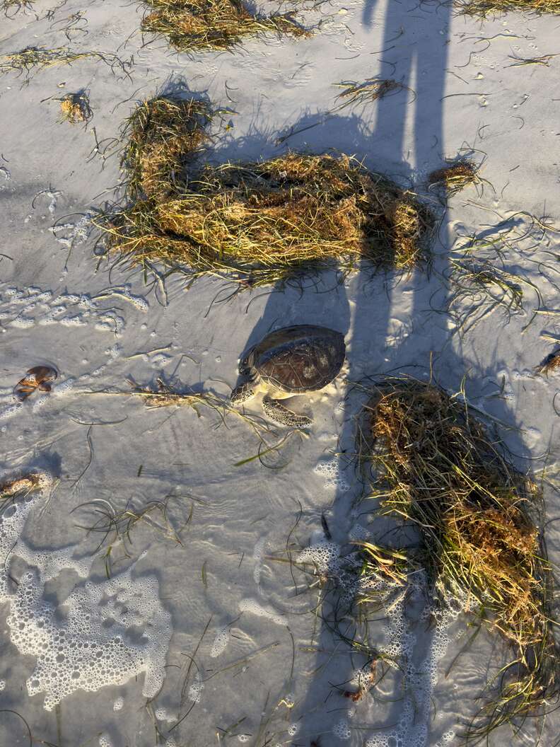 sea turtle washed ashore