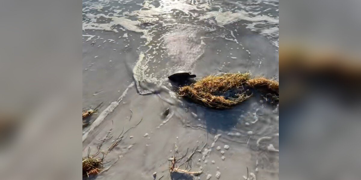 Runner Sees A Young Turtle Sitting On The Beach — And Realizes Something's Wrong