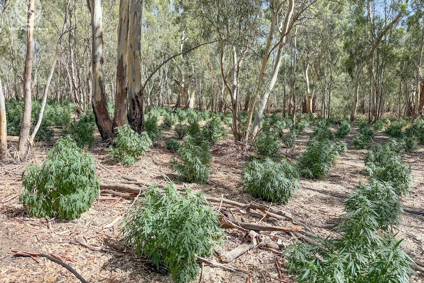 Cannabis plants sit among bushland