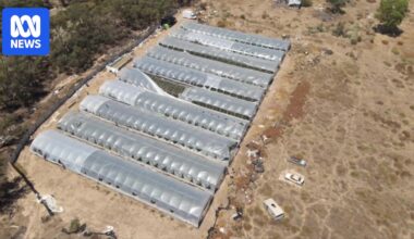 Men face drug cultivation charges after $10 million cannabis bust in Victoria's north