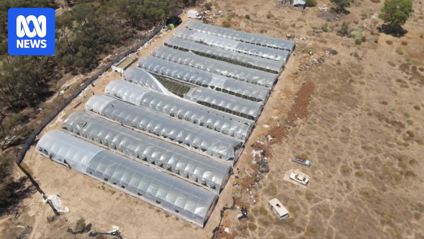Men face drug cultivation charges after $10 million cannabis bust in Victoria's north