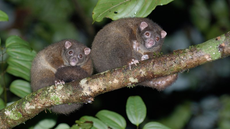 Nineteen new species added to list