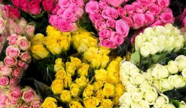 Roses will rate highly with the three million Australians  expected to give a Valentine's Day gift. Photo: Bianca De Marchi/AAP PHOTOS