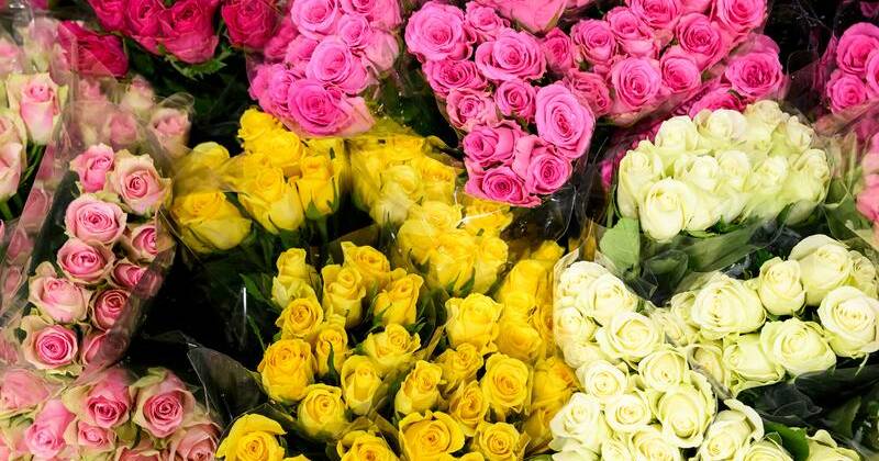 Roses will rate highly with the three million Australians  expected to give a Valentine's Day gift. Photo: Bianca De Marchi/AAP PHOTOS