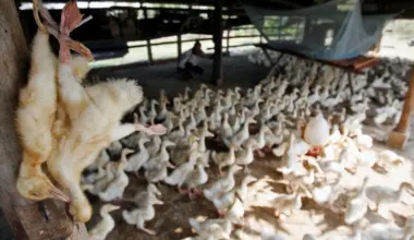 Cambodia records 1st human case of bird flu in 2026