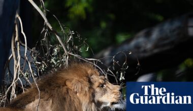 From cigarette-smoking orangutans to lavender for lions: Melbourne Zoo’s dark history gives way to progressive animal care | Australia news