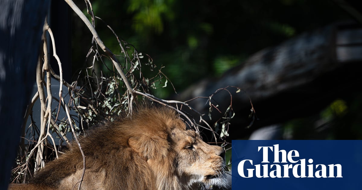 From cigarette-smoking orangutans to lavender for lions: Melbourne Zoo’s dark history gives way to progressive animal care | Australia news