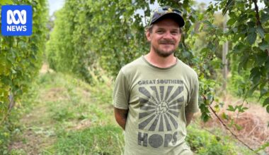 WA hop growers gear up for harvest as craft beer tastes evolve