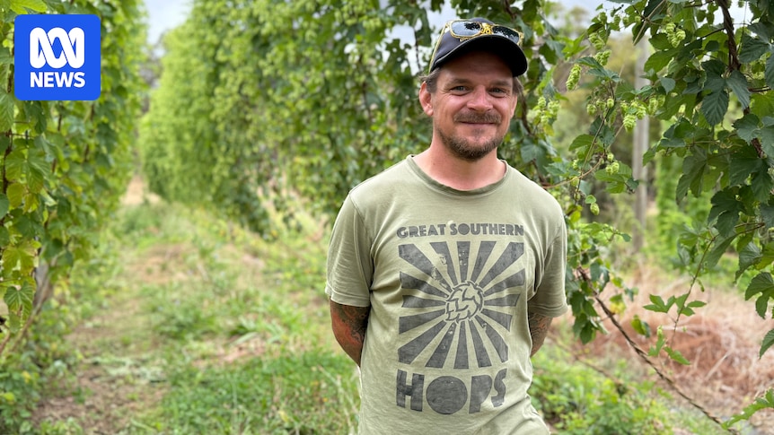 WA hop growers gear up for harvest as craft beer tastes evolve