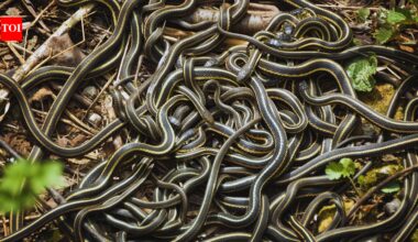 Would you visit a place where 100,000 snakes emerge at once? Here’s why it’s one of the world’s strangest wildlife spectacles |