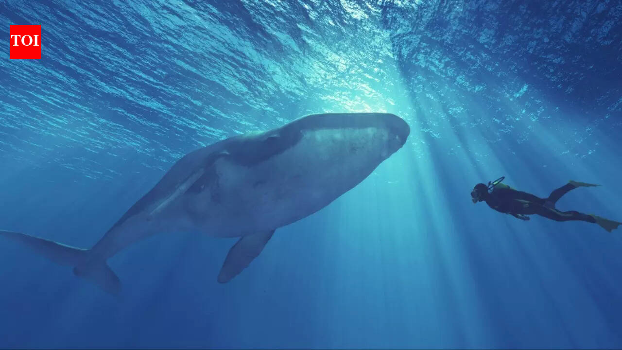 Viral diving video turns dangerous: Oman issues urgent warning after man swims with killer whale