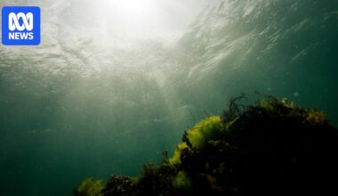 Solo diver recounts brush with mako sharks off Tasmanian coast