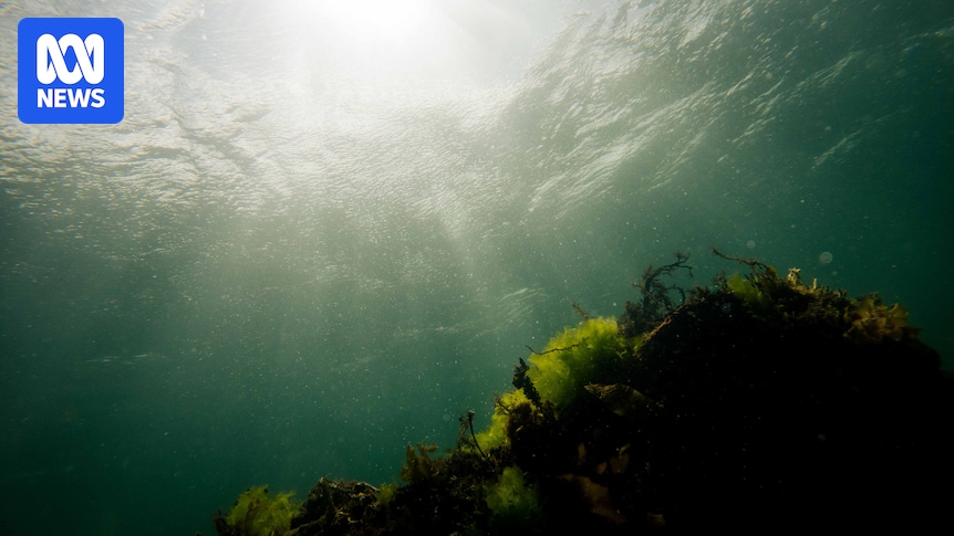 Solo diver recounts brush with mako sharks off Tasmanian coast