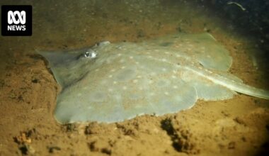 Maugean skate still faces 'catastrophic' risk from salmon farming, Commonwealth advice says