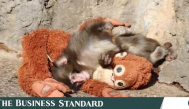 Meet Punch, the tiny monkey who won’t let go of his plush best friend