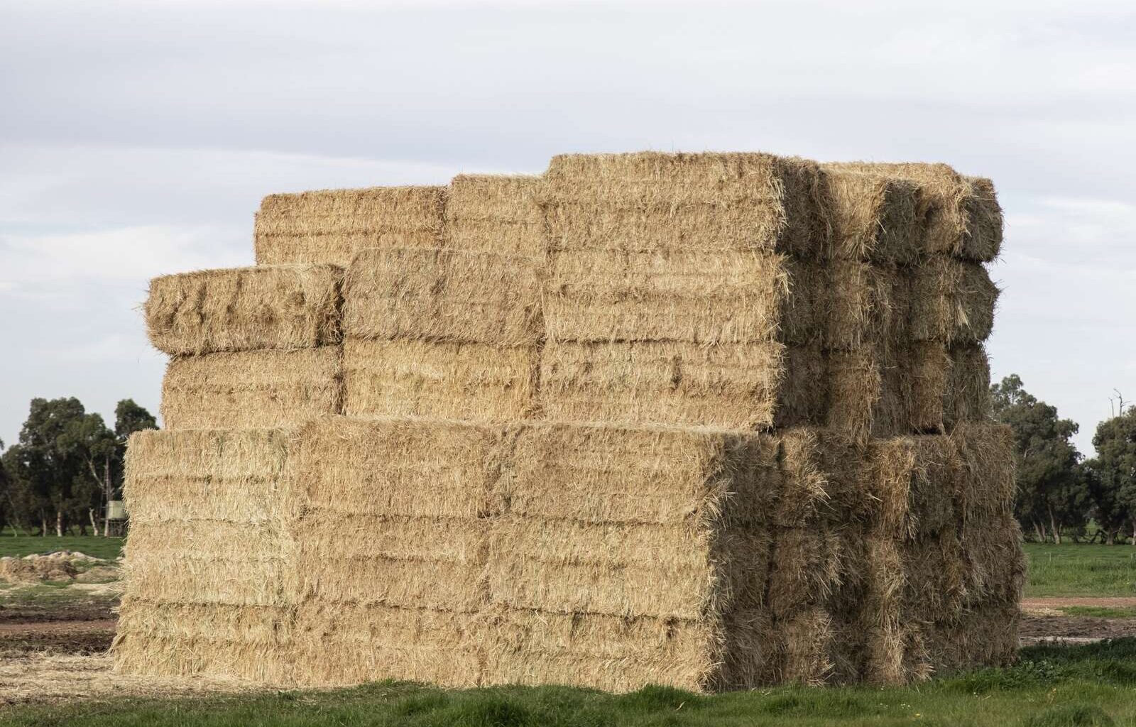 Hot start | Dairy News Australia