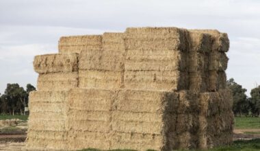 Hot start | Dairy News Australia