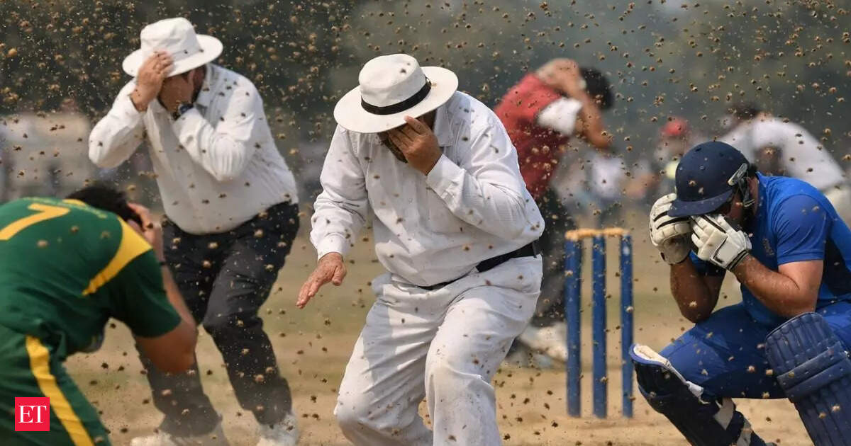 Umpire dies after a bee swarm attack during cricket match in Unnao