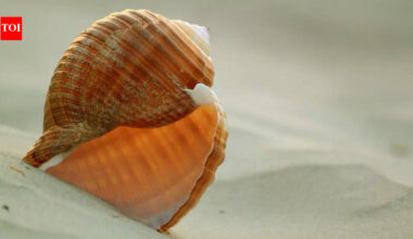 World’s biggest sea snail: The Australian trumpet is nearly the size of a human leg and hunts hidden prey |