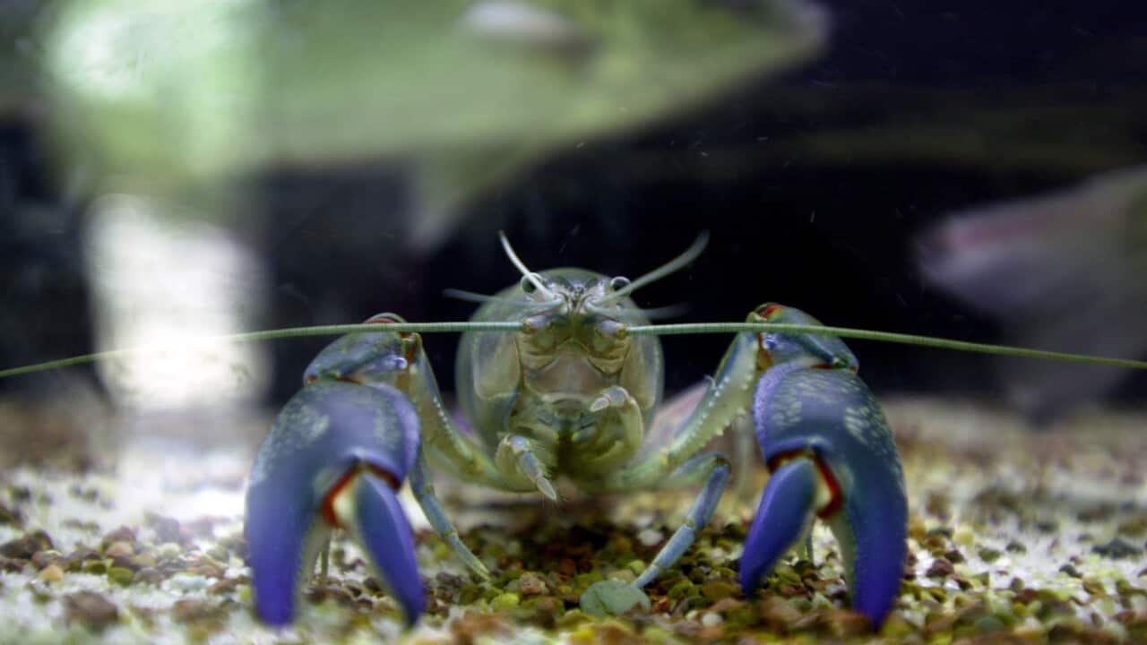 A quarter of all the world's freshwater species are at high risk of extinction