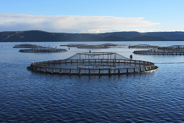 Tassal salmon pens in Macquarie Harbour, southwest Tasmania.